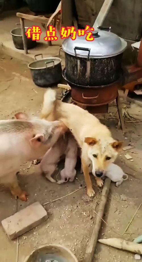 国产大片搞笑配音视频,笑料百出，欢乐无限  第1张