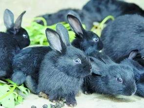 国产特特污兔视频,颠覆传统,挑战底线 第2张 国产特特污兔视频,颠覆传统,挑战底线 第2张