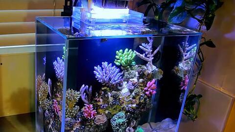 国产斗鱼缸造景视频教程,打造梦幻水族世界 第3张 国产斗鱼缸造景视频教程,打造梦幻水族世界 第3张